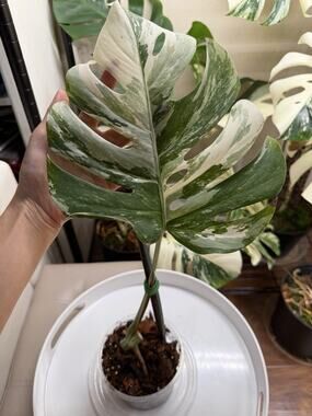 Monstera ALBO Highly Variegated Tiger Cutting. Established Roots In 5 Inch Pot.